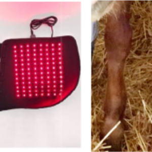 SynlyteTM FLH 314 custom LED light pad for Horse Knee