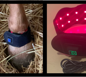 SynlyteTM  FLW811 LED pad for pastern